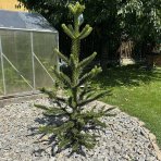Araukária andská (Araucaria araucana) ´IMBRICATA´ (Blahočet čilský) - výška 150-170 cm, kont. C65L (-18°C)